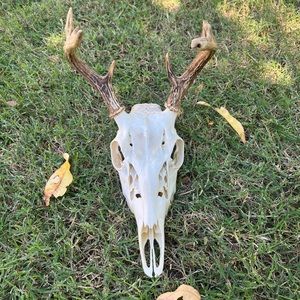 “Real Deer Skull”